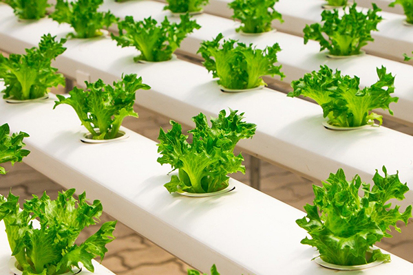 Hydroponic Kitchen Garden